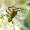 Cucumber green spider - Araniella cucurbitina | Fotografijos autorius : Vidas Brazauskas | © Macrogamta.lt | Šis tinklapis priklauso bendruomenei kuri domisi makro fotografija ir fotografuoja gyvąjį makro pasaulį.