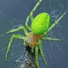 Cucumber green spider - Araniella cucurbitina | Fotografijos autorius : Gintautas Steiblys | © Macrogamta.lt | Šis tinklapis priklauso bendruomenei kuri domisi makro fotografija ir fotografuoja gyvąjį makro pasaulį.