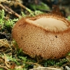 Pusrutulinė humaria - Humaria hemisphaerica | Fotografijos autorius : Gintautas Steiblys | © Macrogamta.lt | Šis tinklapis priklauso bendruomenei kuri domisi makro fotografija ir fotografuoja gyvąjį makro pasaulį.