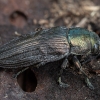 Dėmėtapilvis blizgiavabalis - Buprestis haemorrhoidalis | Fotografijos autorius : Žilvinas Pūtys | © Macrogamta.lt | Šis tinklapis priklauso bendruomenei kuri domisi makro fotografija ir fotografuoja gyvąjį makro pasaulį.