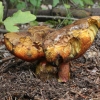 Dėmėtasis perkūnbaravykis - Neoboletus luridiformis | Fotografijos autorius : Vytautas Gluoksnis | © Macrogamta.lt | Šis tinklapis priklauso bendruomenei kuri domisi makro fotografija ir fotografuoja gyvąjį makro pasaulį.