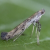 Dėmėtoji kaloptilija - Caloptilia populetorum | Fotografijos autorius : Žilvinas Pūtys | © Macrogamta.lt | Šis tinklapis priklauso bendruomenei kuri domisi makro fotografija ir fotografuoja gyvąjį makro pasaulį.