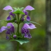 Dėmėtoji notrelė - Lamium maculatum | Fotografijos autorius : Kazimieras Martinaitis | © Macrogamta.lt | Šis tinklapis priklauso bendruomenei kuri domisi makro fotografija ir fotografuoja gyvąjį makro pasaulį.