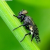 Dancing kiss fly - Platystoma seminatione | Fotografijos autorius : Romas Ferenca | © Macronature.eu | Macro photography web site