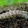 Dark Arches - Apamea monoglypha, caterpillar | Fotografijos autorius : Romas Ferenca | © Macronature.eu | Macro photography web site