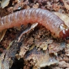 Dark Pine Knot-horn - Dioryctria abietella, caterpillar | Fotografijos autorius : Gintautas Steiblys | © Macronature.eu | Macro photography web site