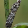 Dark Pine Knot-horn - Dioryctria abietella | Fotografijos autorius : Gintautas Steiblys | © Macronature.eu | Macro photography web site