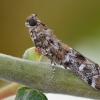 Dark Pine Knot-horn - Dioryctria abietella | Fotografijos autorius : Arūnas Eismantas | © Macronature.eu | Macro photography web site