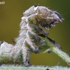 Dark Spectacle - Abrostola triplasia, caterpillar | Fotografijos autorius : Arūnas Eismantas | © Macronature.eu | Macro photography web site