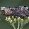 Rusvasis pilkūnas - Abrostola triplasia | Fotografijos autorius : Žilvinas Pūtys | © Macronature.eu | Macro photography web site