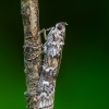 Dark Pine Knot-horn | Dioryctria abietella | Fotografijos autorius : Darius Baužys | © Macronature.eu | Macro photography web site