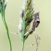 Dark stretch-spider | Tetragnatha nigrita | Fotografijos autorius : Darius Baužys | © Macronature.eu | Macro photography web site