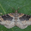 Dark-barred twin-spot carpet - Xanthorhoe ferrugata ♂ | Fotografijos autorius : Žilvinas Pūtys | © Macronature.eu | Macro photography web site