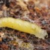 Dark-winged fungus gnat - Sciara sp., larva | Fotografijos autorius : Gintautas Steiblys | © Macronature.eu | Macro photography web site