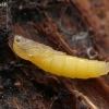 Dark-winged fungus gnat - Sciara sp., pupa | Fotografijos autorius : Gintautas Steiblys | © Macronature.eu | Macro photography web site