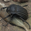 Darkling Beetle - Alphasida cf. chauveneti | Fotografijos autorius : Gintautas Steiblys | © Macronature.eu | Macro photography web site