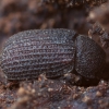 Darkling Beetle - Eledona agricola | Fotografijos autorius : Žilvinas Pūtys | © Macronature.eu | Macro photography web site