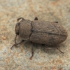 Darkling Beetle - Gonocephalum sp. | Fotografijos autorius : Gintautas Steiblys | © Macronature.eu | Macro photography web site