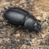 Darkling Beetle - Pachychila dejeani | Fotografijos autorius : Gintautas Steiblys | © Macronature.eu | Macro photography web site