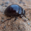Darkling beetle - Apentanodes sp. | Fotografijos autorius : Žilvinas Pūtys | © Macronature.eu | Macro photography web site