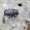 Darkling beetle - Bolitophagus reticulatus  | Fotografijos autorius : Kazimieras Martinaitis | © Macronature.eu | Macro photography web site