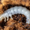 Darkling beetle - Bolitophagus reticulatus, larva | Fotografijos autorius : Žilvinas Pūtys | © Macronature.eu | Macro photography web site