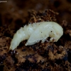 Darkling beetle - Bolitophagus reticulatus, pupa | Fotografijos autorius : Romas Ferenca | © Macronature.eu | Macro photography web site