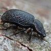 Darkling beetle - Bolitophagus reticulatus | Fotografijos autorius : Gintautas Steiblys | © Macronature.eu | Macro photography web site