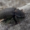 Kempininis juodvabalis - Bolitophagus reticulatus | Fotografijos autorius : Gintautas Steiblys | © Macronature.eu | Macro photography web site