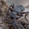 Juodvabalis - Cephalostenus demaisoni ♂ | Fotografijos autorius : Žilvinas Pūtys | © Macrogamta.lt | Šis tinklapis priklauso bendruomenei kuri domisi makro fotografija ir fotografuoja gyvąjį makro pasaulį.