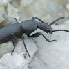 Darkling beetle - Cephalostenus orbicollis | Fotografijos autorius : Gintautas Steiblys | © Macronature.eu | Macro photography web site