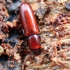 Darkling beetle - Corticeus unicolor | Fotografijos autorius : Vitalii Alekseev | © Macronature.eu | Macro photography web site