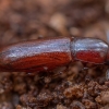 Darkling beetle - Corticeus unicolor | Fotografijos autorius : Žilvinas Pūtys | © Macronature.eu | Macro photography web site