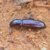 Darkling beetle - Corticeus unicolor | Fotografijos autorius : Kazimieras Martinaitis | © Macronature.eu | Macro photography web site
