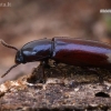 Darkling beetle - Corticeus unicolor | Fotografijos autorius : Gintautas Steiblys | © Macronature.eu | Macro photography web site