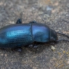 Darkling beetle - Raiboscelis coelestinus | Fotografijos autorius : Žilvinas Pūtys | © Macrogamta.lt | Šis tinklapis priklauso bendruomenei kuri domisi makro fotografija ir fotografuoja gyvąjį makro pasaulį.