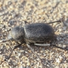 Darkling beetle - Trachyderma hispida | Fotografijos autorius : Vytautas Tamutis | © Macronature.eu | Macro photography web site