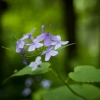 Daugiametė blizgė  (Lunaria rediviva)  | Fotografijos autorius : Saulius Drazdauskas | © Macrogamta.lt | Šis tinklapis priklauso bendruomenei kuri domisi makro fotografija ir fotografuoja gyvąjį makro pasaulį.