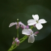 Daugiametė blizgė - Lunaria rediviva | Fotografijos autorius : Agnė Našlėnienė | © Macrogamta.lt | Šis tinklapis priklauso bendruomenei kuri domisi makro fotografija ir fotografuoja gyvąjį makro pasaulį.