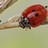 Dešimttaškė adalija - Adalia decempunctata | Fotografijos autorius : Gintautas Steiblys | © Macrogamta.lt | Šis tinklapis priklauso bendruomenei kuri domisi makro fotografija ir fotografuoja gyvąjį makro pasaulį.