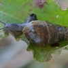 Decollate Snail - Rumina decollata, juv. | Fotografijos autorius : Gintautas Steiblys | © Macronature.eu | Macro photography web site