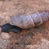 Decollate Snail - Rumina decollata | Fotografijos autorius : Gintautas Steiblys | © Macronature.eu | Macro photography web site