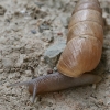 Decollate Snail - Rumina decollata | Fotografijos autorius : Gintautas Steiblys | © Macronature.eu | Macro photography web site