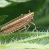 Cikada - Stenocranus minutus | Fotografijos autorius : Gintautas Steiblys | © Macronature.eu | Macro photography web site