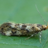 Denisia luticiliella | Fotografijos autorius : Žilvinas Pūtys | © Macronature.eu | Macro photography web site