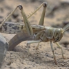 Desert locust - Schistocerca gregaria | Fotografijos autorius : Gintautas Steiblys | © Macronature.eu | Macro photography web site