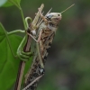 Desert locust - Schistocerca gregaria | Fotografijos autorius : Gintautas Steiblys | © Macronature.eu | Macro photography web site