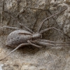 Diamond-backed Spider - Thanatus formicinus ♀ | Fotografijos autorius : Žilvinas Pūtys | © Macronature.eu | Macro photography web site