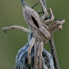 Diamond-backed spider - Thanatus formicinus | Fotografijos autorius : Gintautas Steiblys | © Macronature.eu | Macro photography web site