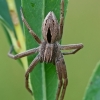 Diamond-backed spider - Thanatus formicinus | Fotografijos autorius : Gintautas Steiblys | © Macronature.eu | Macro photography web site